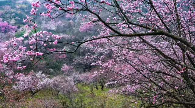 葛仙山野樱花总面积达24000亩,每年3月至4月正是来山上赏樱花的好时节