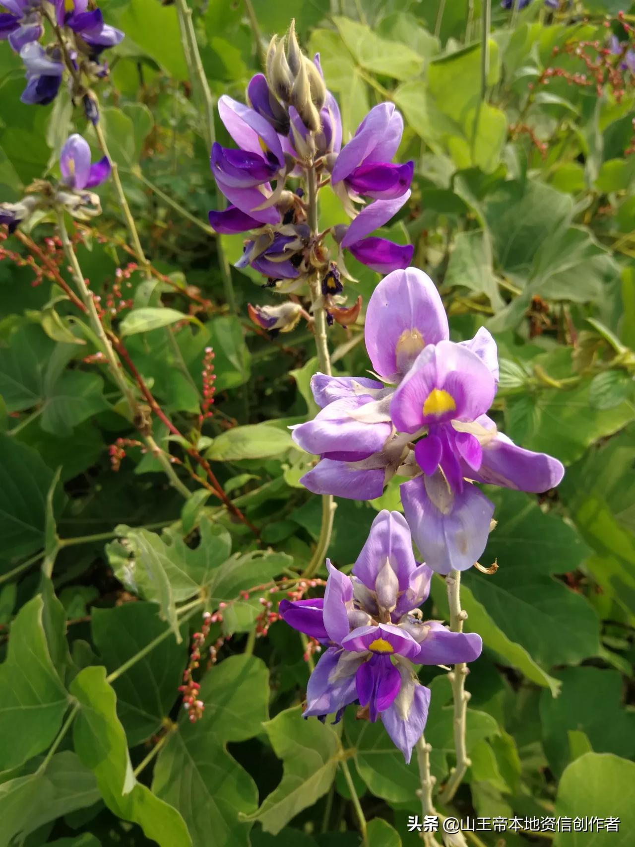 生活在玉林的小幸福 立春雨水雾纷飞 春分节气满地萌芽均 农田种植一遍忙 玉林南瓜喜迎春 瓜花花开金黄色 豆腐猪肉钻花 孔 美味胜过神仙菜 玉林人真会整野吃 地暖南药也长春 野草香花满地开 孩儿微笑迎春来 懂车帝