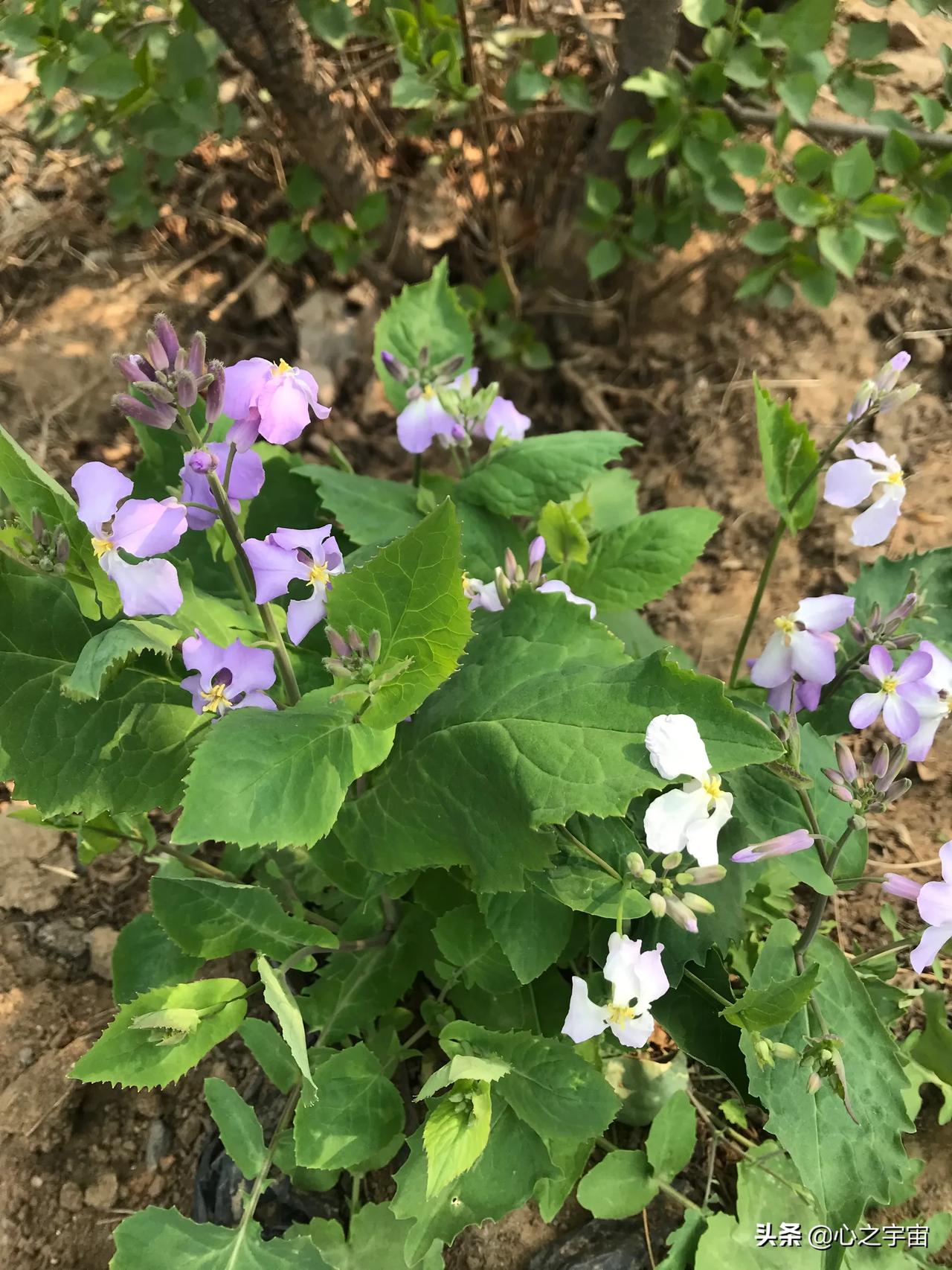 唐山云赏春 野草自有野草的美 懂车帝