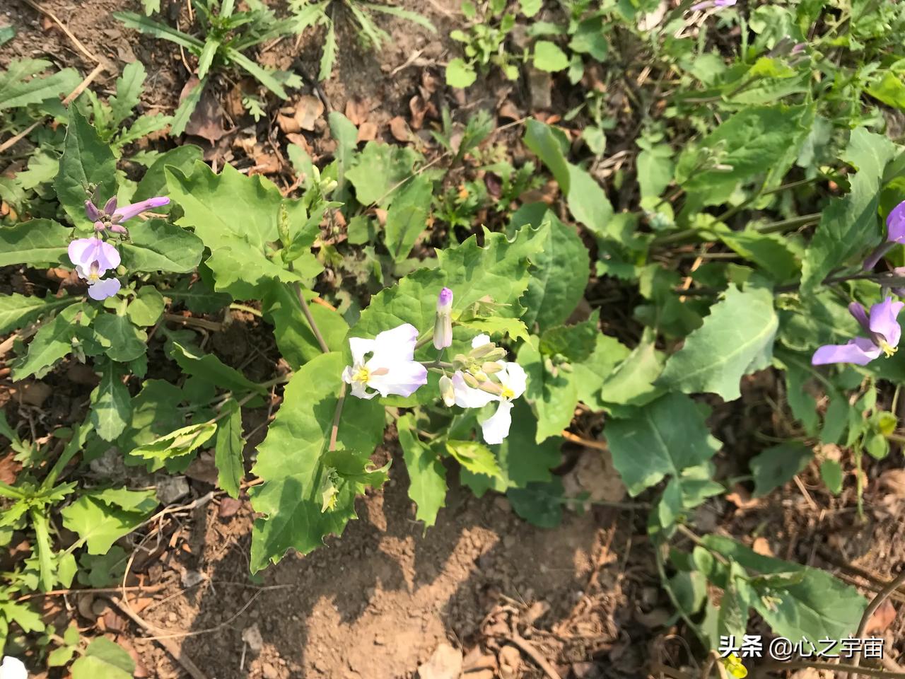 唐山云赏春 野草自有野草的美 懂车帝