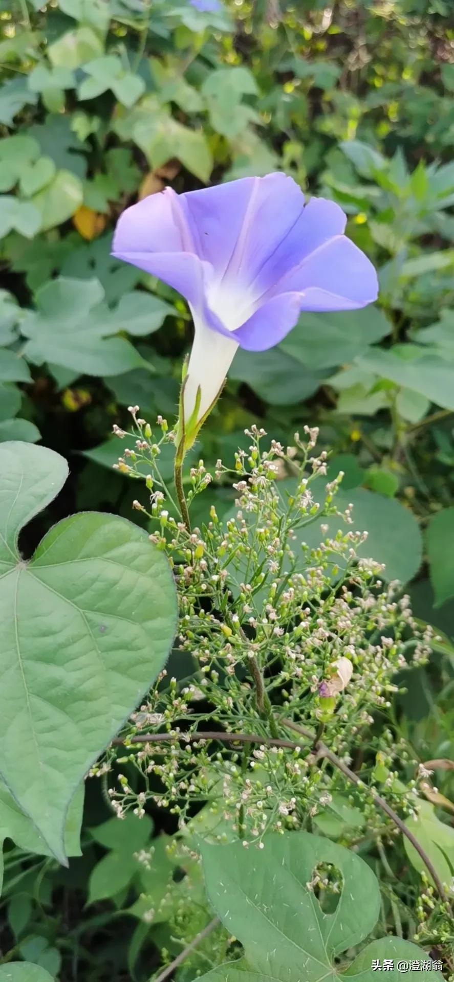 七律 夏去暑未消夏去秋来暑未消 天干物燥木萧条 睡莲伏水颜滋润 月季围栏色烤焦 夹竹桃红添寂寞 牵牛花紫却逍遥 晨风虽已捎凉意 午日阳光似火烧 懂车帝