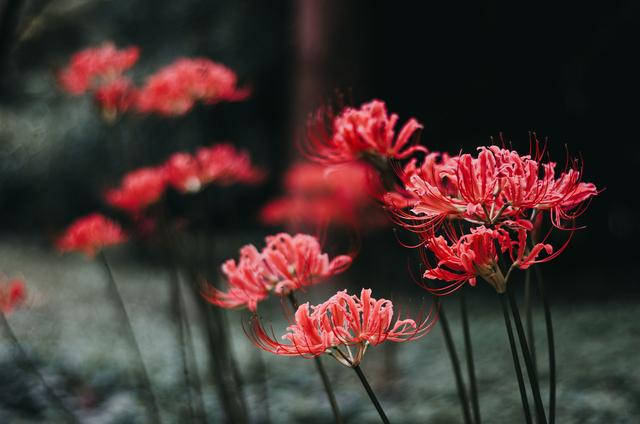 故事 彼岸花 忘川彼岸的接引之花 竟然是有著兩個人名字的凄美傳說 每日要聞