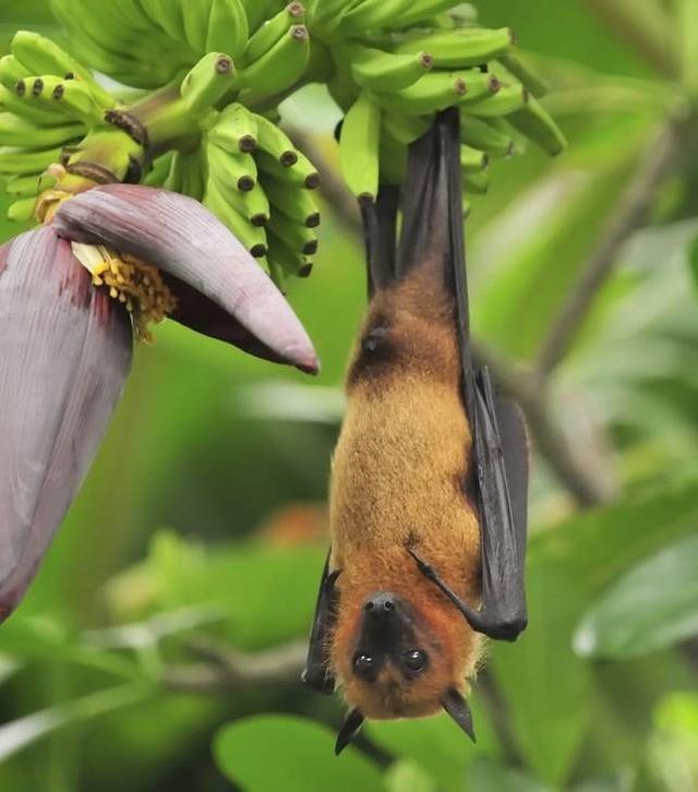 整理世界上一些常见的蝙蝠