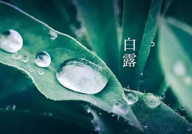 蒹葭苍苍,白露为霜