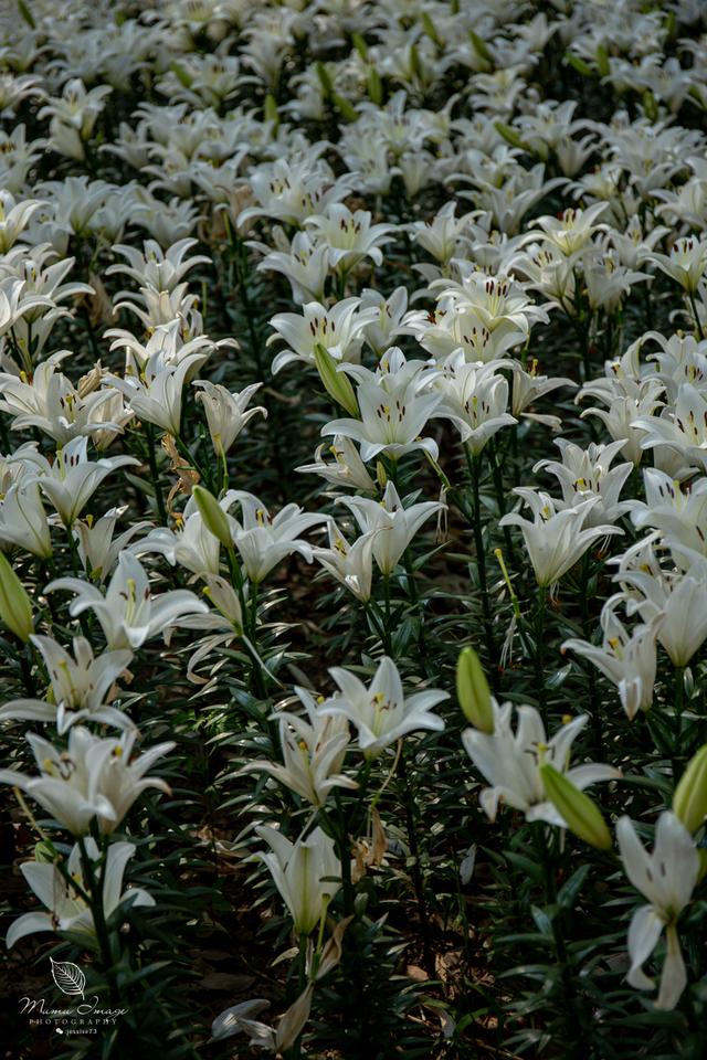 【无锡】百年梅园，无锡人对其有着深厚的情感，万株百合花丛中笑