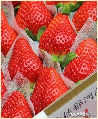 草莓包装大合集，这样的草莓吃不起(图19)
