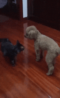 s̹CJADnڦˡAڸӫH]dϤ^