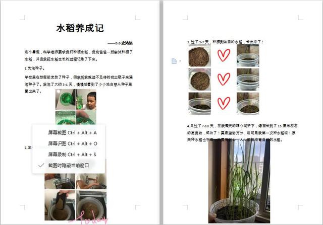 青岛市实验小学|青岛市实验小学开展居家种植水稻教育实践活动