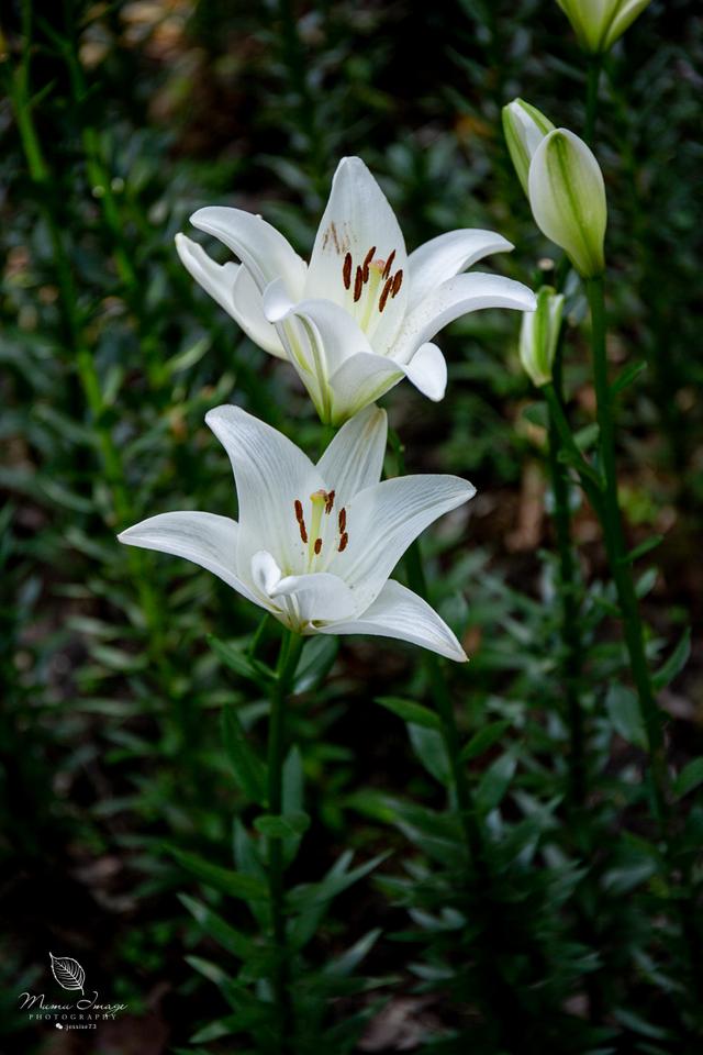 【无锡】百年梅园，无锡人对其有着深厚的情感，万株百合花丛中笑