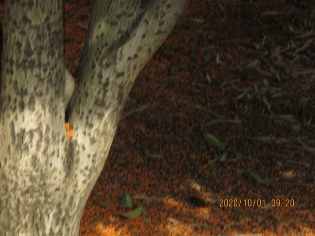 自是花中第一流 金秋咸宁满城桂花香