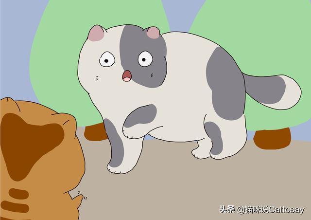 猫的至暗时刻，猫一生有3个