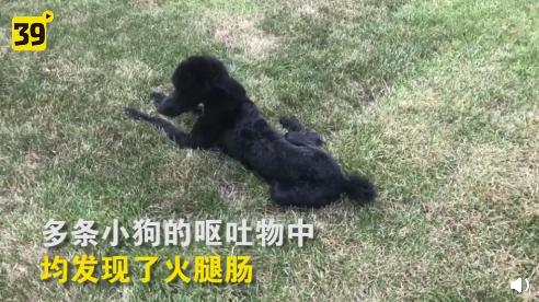 投毒 大連一小區疑似給狗投毒 抽搐倒地 口吐白沫死了 嘔吐均發現火腿 每日要聞