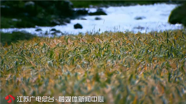 [青稞]无问西东】青稞如何上演致富“72变”？江苏援藏力量在雪域高原找到答案 【小康路上