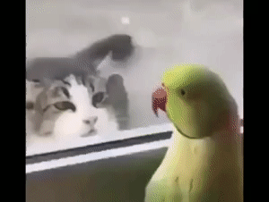 |FnkBͷUڡAMڦNӥX|F-26ӷdgif