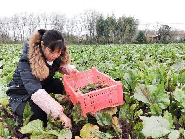 能人回乡种菜苔，点亮脱贫小康路(图1)