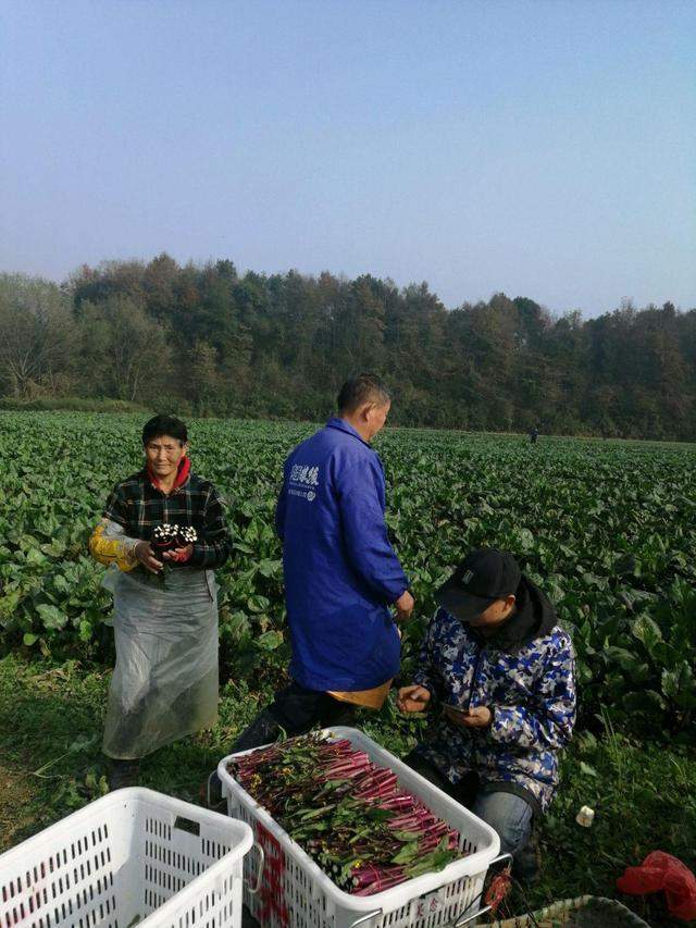 能人回乡种菜苔，点亮脱贫小康路(图3)