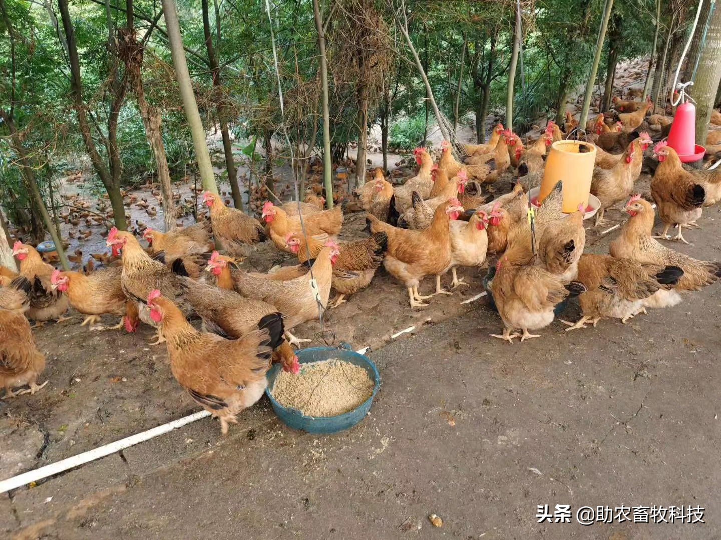 视频: 一组使用部分发酵饲料养鸡现场视频