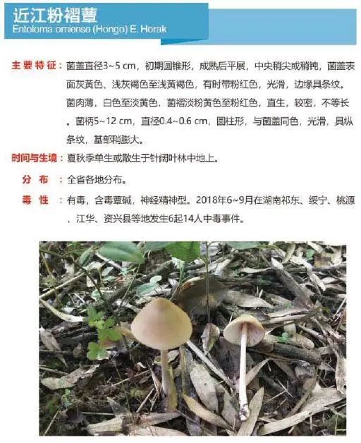 又到暴发季！湘潭人警惕，这东西碰不得（附有奖答题）