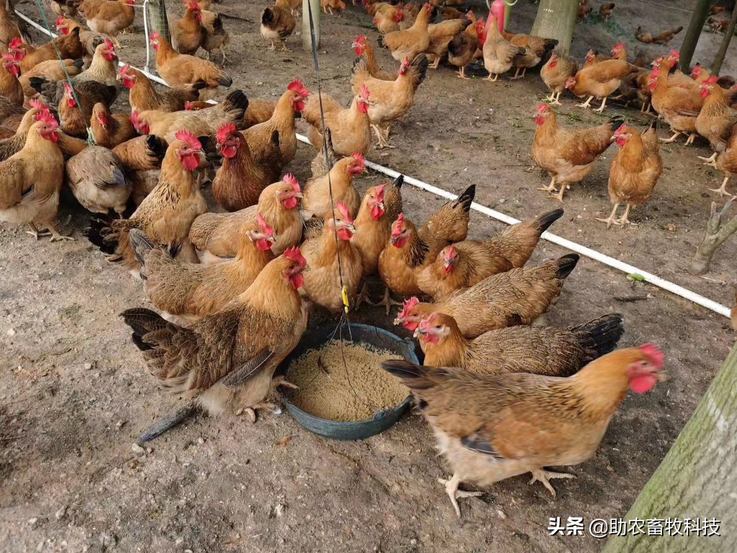 视频: 一组使用部分发酵饲料养鸡现场视频