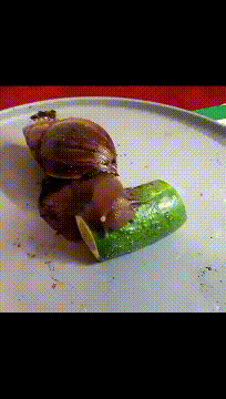 蜗牛都吃黄瓜gif动图
