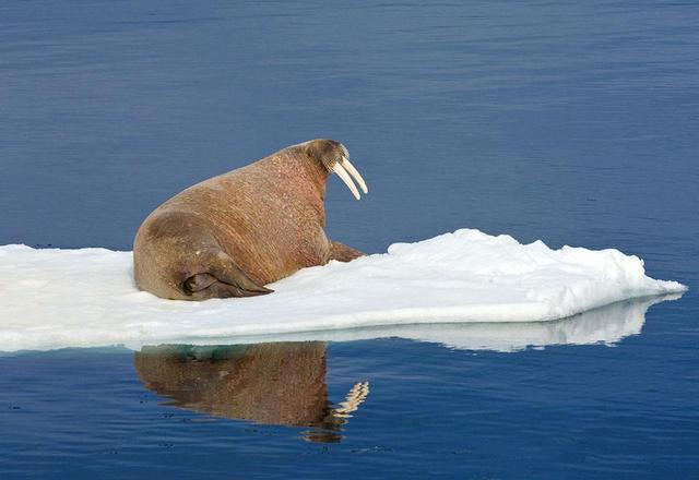 动物如何在冰川期生存