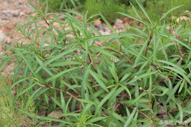 异名:分枝蓼,叉枝蓼,酸姜,酸木浆《中国沙漠地区药用植物》.