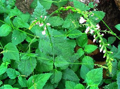 路边的野草,治疗关节疼痛有奇效,摘点外敷都可以