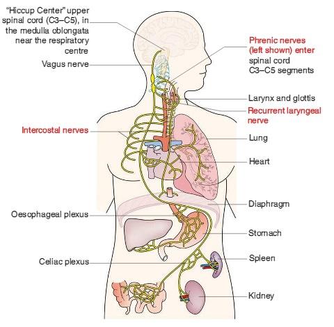 吓一跳打嗝就能停止的原理是什么?