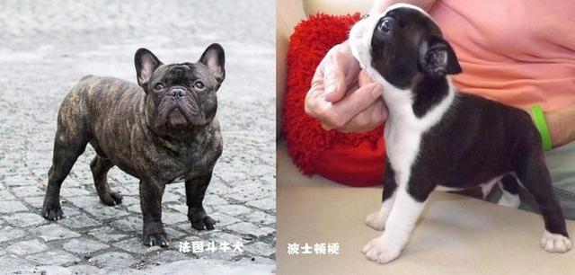 波士顿梗和法斗傻傻分不清楚要犯起二来连哈士奇都要退让三分