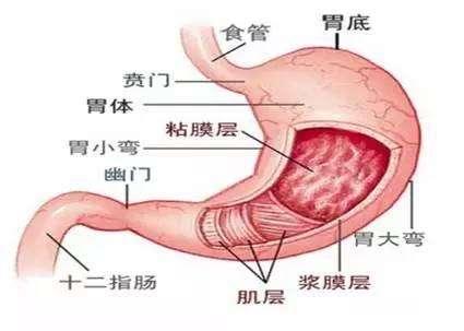 胃癌和胃潰瘍,大致來說,好發部位差不多,都是胃竇部小彎側.