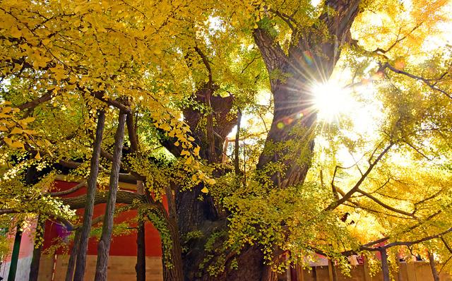 宁夏旅游第一站水洞沟