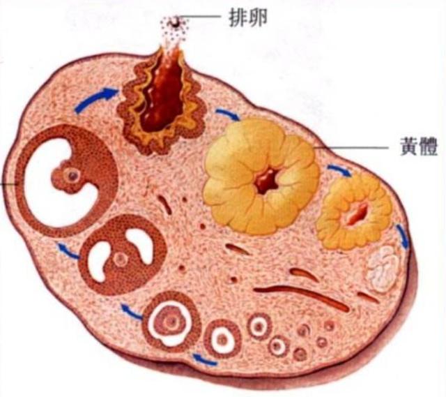 黄体破裂是什么情况这种常见妇科病很危险