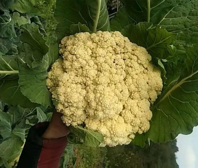 今天给大家介绍一个美味的开胃小菜泡花菜根花菜营养较一般蔬菜丰富