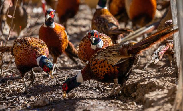 鲁茸史劳：香格里拉飞出“金凤凰”