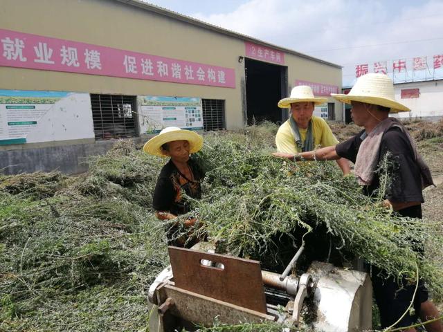 邓州市张村镇产业扶贫显成效中药材种植收购助脱贫