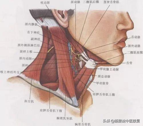 目前最完整的頸部解剖圖譜肌肉血管神經全都有