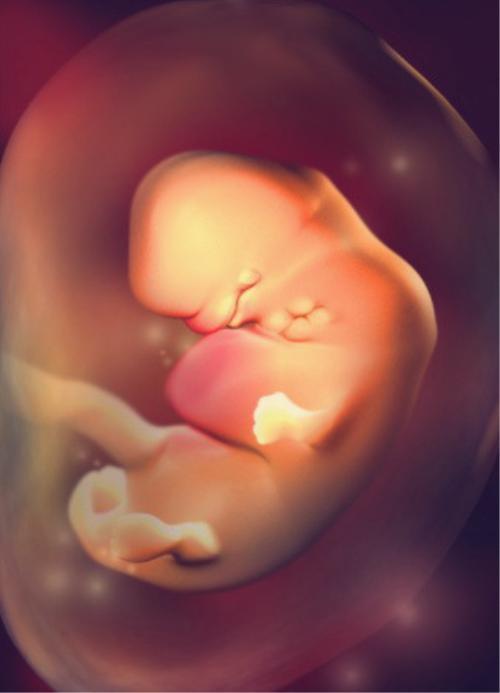 胎儿在肚子里什么样?