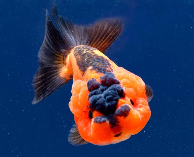 与虎头金鱼形似,是20世纪末期出现的新品种,为武汉金鱼代表品种之一.