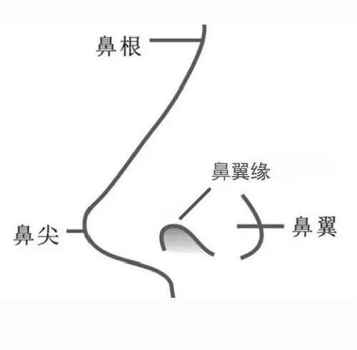 鼻翼缘——决定鼻子颜值的轮廓线_鼻部整形_鼻部整形治疗介绍 - 好