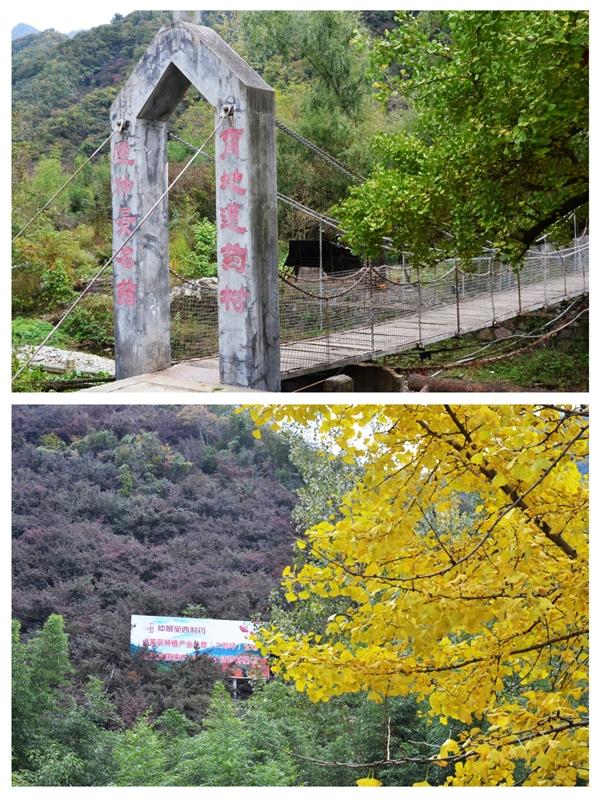 广告|茱萸红、银杏黄直播对焦伏牛山，领略仲景宛西药材基地深秋之美