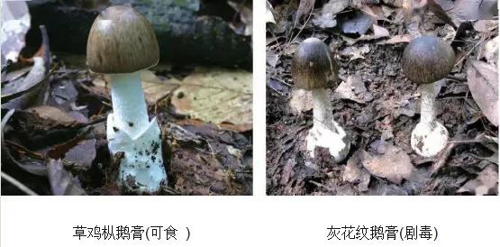 蘑菇|野生蘑菇“尝鲜”需谨慎 中毒防控小知识要了解
