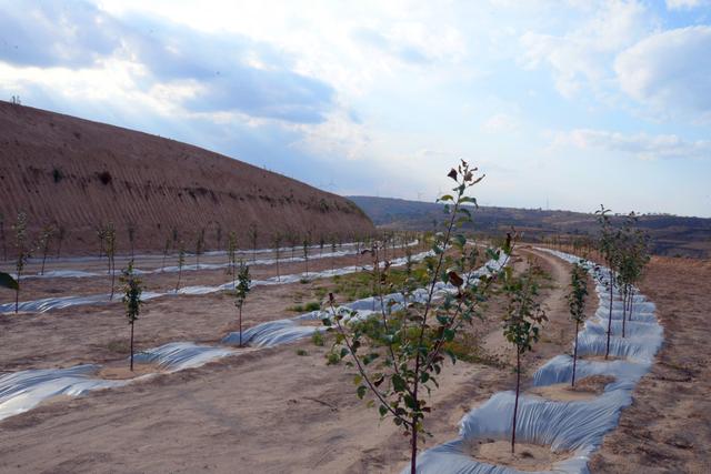 榆林市靖边县镇靖镇绘出绿色农业新画卷