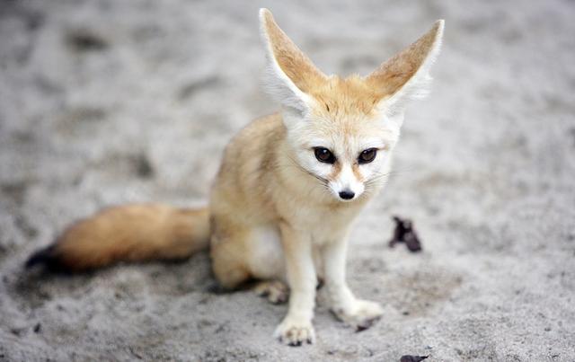 物种百科耳廓狐