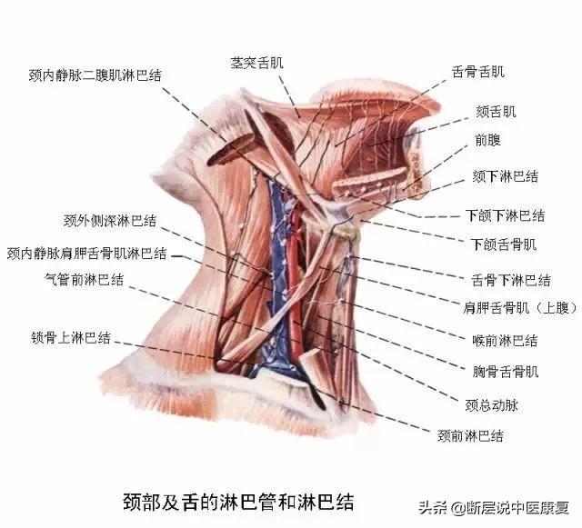 颈部淋巴篇