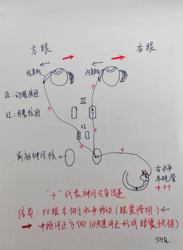 眼震是如何产生的耳石症之耳朵和眼睛之间的秘密一
