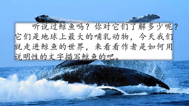 习作例文《鲸;风向袋的制作》知识点与教学内容ppt课件图片预习-跟我学语文