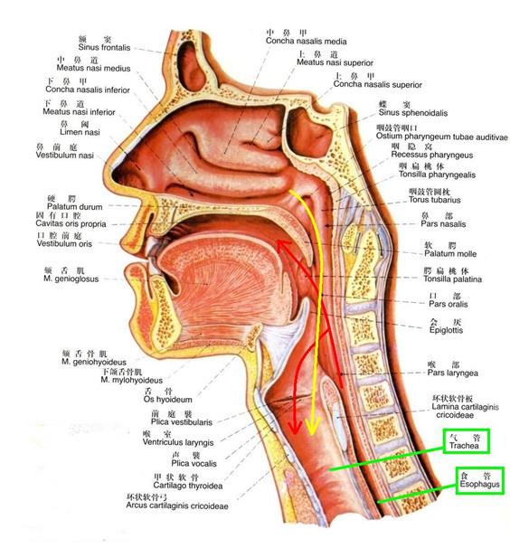 鼻子会痛别轻忽当心严重并发症鼻前庭炎