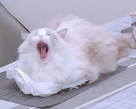 别装了，你真的不适合高冷人设！
