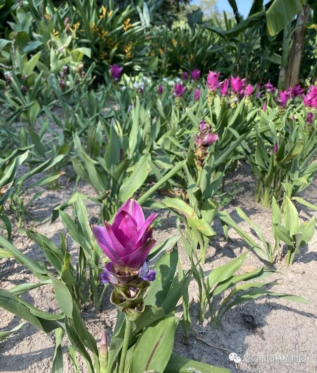 姜荷花地湧金蓮又名千瓣蓮花,原產於雲南省,它廣泛出現在佛教寺院中