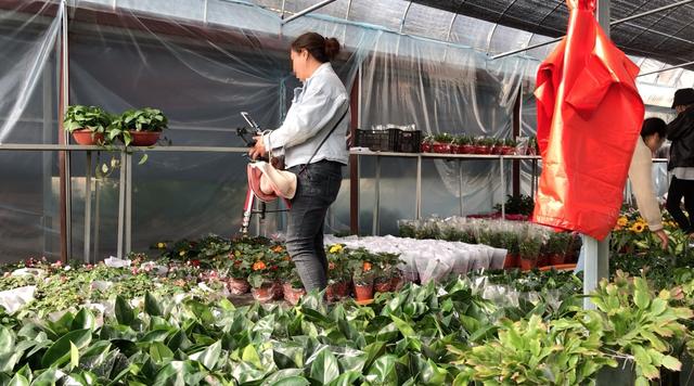 宿迁沭阳直播卖花都是怎么操作的4种销售模式哪种更靠谱网络营销花